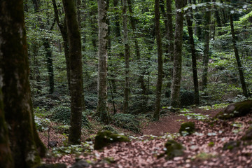 Paseo entre bosque de hayas sombrío, La Fageda d'en Jordà