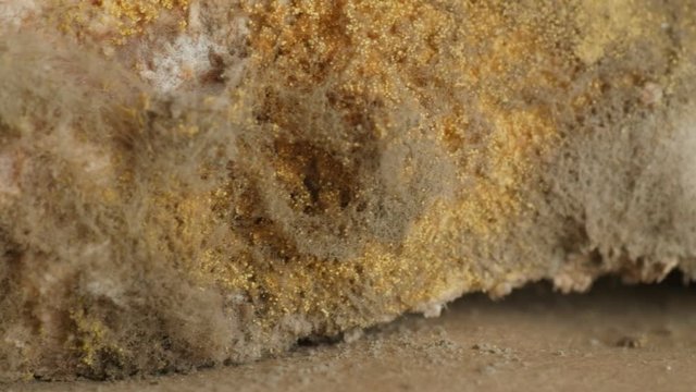 mold on bread, closeup, extreme macro, rotating