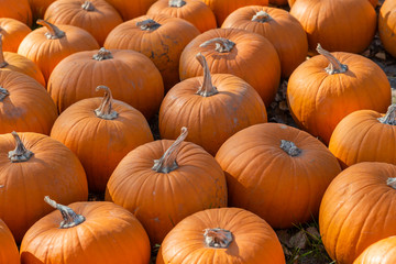sehr viele orange Kürbisse liegen auf einem Haufen