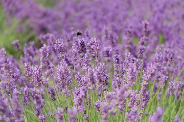 Blooming lavender field with a bee