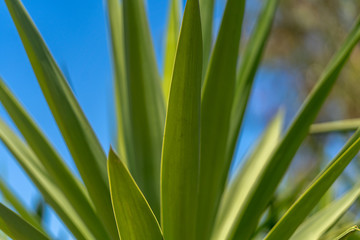 plant in wild life