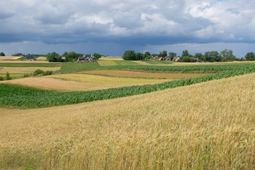 Fototapeta na wymiar Landscape with crop and corn fields