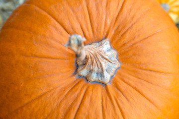 Nahaufnahm von oben von einem Halloween-Kürbis 