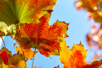 farbiges Herbstlaub an einem Baum, von unten fotografiert