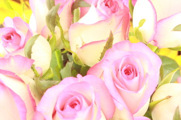 pink roses on white background