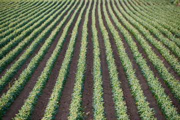 Vistas de campo cultivado