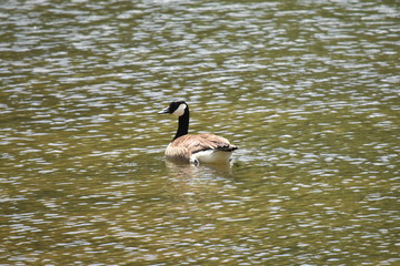 Canadian goose sitting on the water