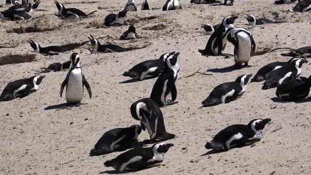 Penguins colony at South Africa beach