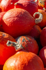 sehr viele orange Kürbiss liegen auf einem Haufen