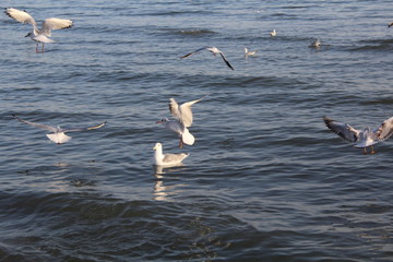 Fototapeta na wymiar Seagulls 4