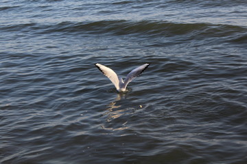 Seagulls1