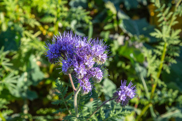 Rainfarn-Büschelschön (Phacelia tanacetifolia), eine Pflanze auf einem Feld, die im Herbst wächst