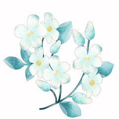 Jasmine flower isolate
