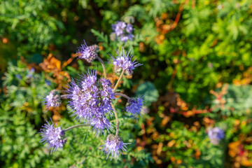 Rainfarn-Büschelschön (Phacelia tanacetifolia), eine Pflanze auf einem Feld, die im Herbst wächst