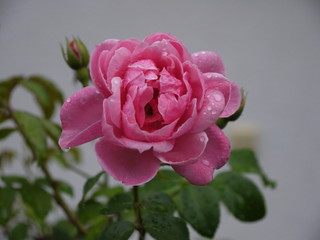 Die Rose mit Regentropfen