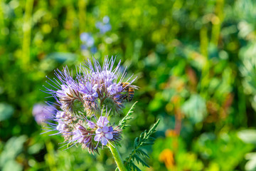 Rainfarn-Büschelschön (Phacelia tanacetifolia), eine Pflanze auf einem Feld, die im Herbst wächst