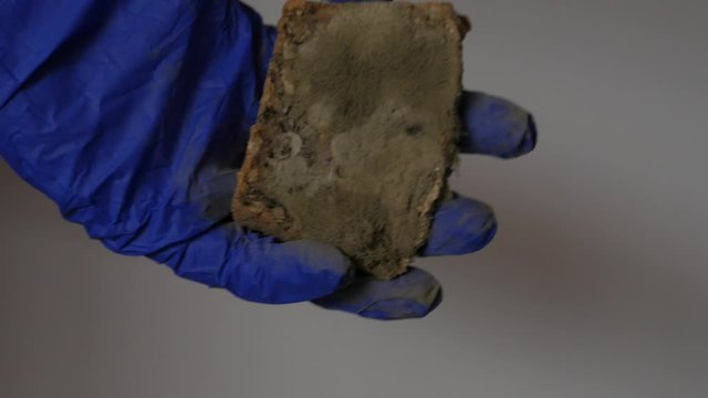 showing moldy bread to the camera