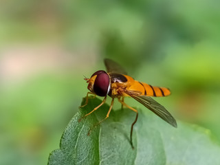 fly on a leaf