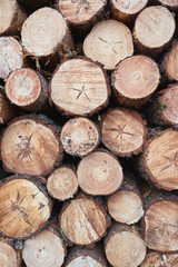 Fototapeta premium wood trunk cut