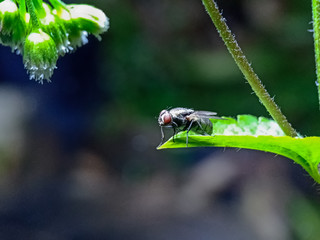 Fly on a leaf