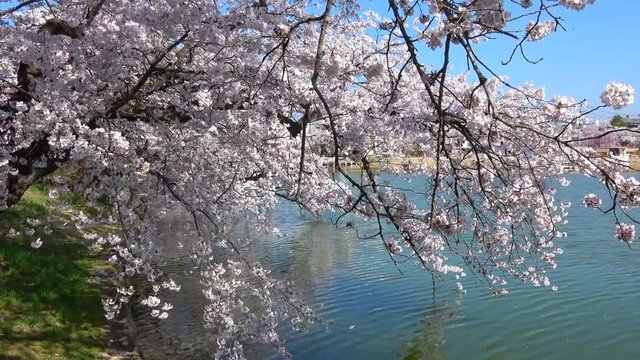 五百淵公園の桜（福島県・郡山市）