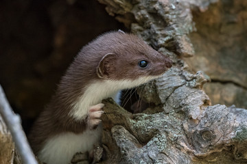 Удивительная природа