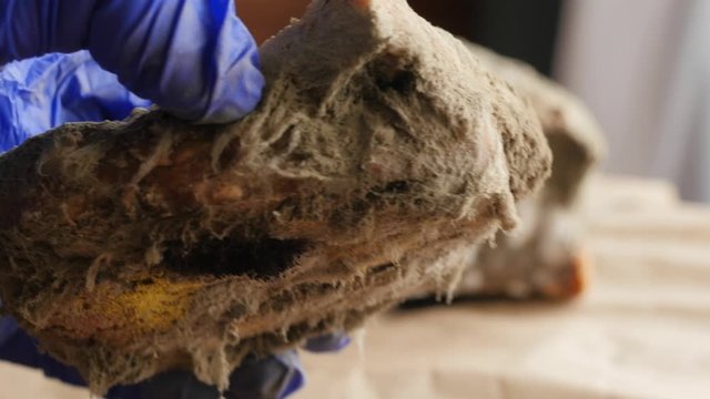 showing moldy bread to the camera