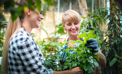 Gardener woman advising female client during buying plants in the garden center
