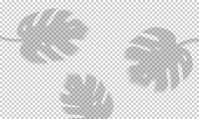 Vector illustration with shadow overlays  on transparent background. Organic frame shadows for natural light effects. Photo-realistic scene with monstera leaves