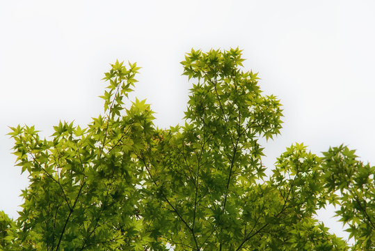 Green Japanese maple branches against sunlight