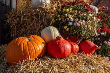 viele verschiedene Kürbisse liegen auf einem Haufen