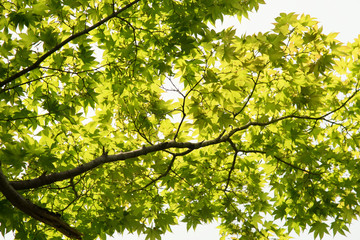 Fototapeta na wymiar Green Japanese maple branches against sunlight