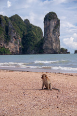 Funny macaque monkey sitting on a tropical island beach.