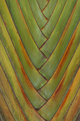 Green palm tree leaves close-up texture, background, pattern.