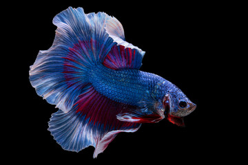 Fototapeta premium siam betta fish in thailand