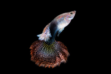 Guppy Fish