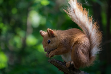 Удивительная природа