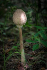 Удивительная природа