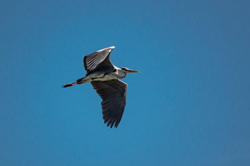 Удивительная природа