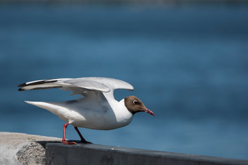 Удивительная природа