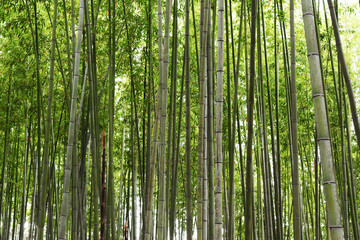 Wall of bamboo, bamboo forest, Kyoto, Japan