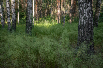 Obraz premium Удивительная природа