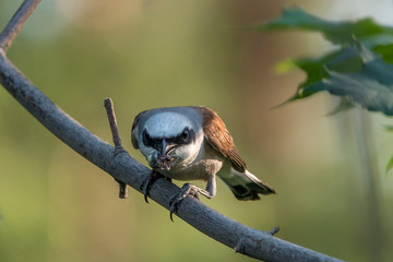 Удивительная природа