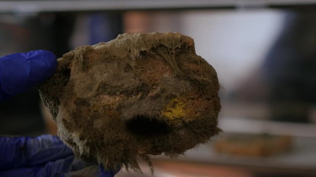  taking moldy bread from bread box 