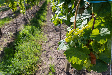 Weinberg mit reifen Trauben kurz vor der Weinlese