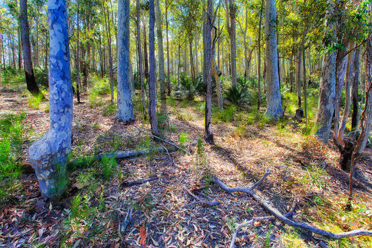 Gumtree woods durras