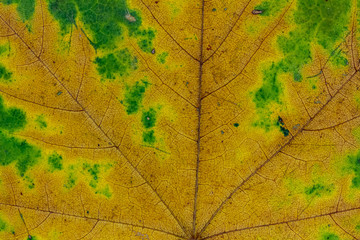 Nahaufnahme von einem herbstlichen Blatt (Ahorn)