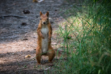 Удивительная природа