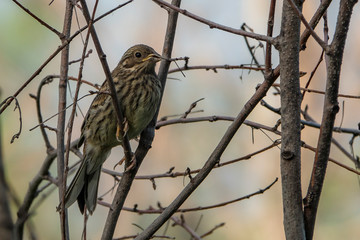 Удивительная природа