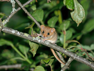 Young Hazel dormouse  (Muscardinus avellanarius) in the forest